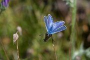 DPPhotography - Lesvos - Common blue - B