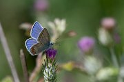 DPPhotography - Lesvos - Common blue - C