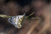DPPhotography - Lesvos - Eastern dappled white - A