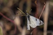 DPPhotography - Lesvos - Eastern dappled white - B