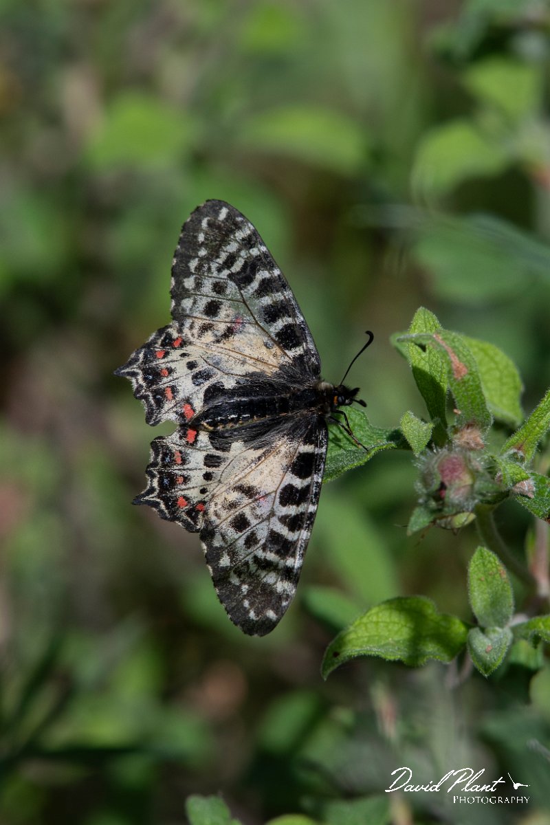 DPPhotography - Lesvos - Eastern festoon - A.jpg - Eastern festoon - Agiasos sanatorium, Lesvos