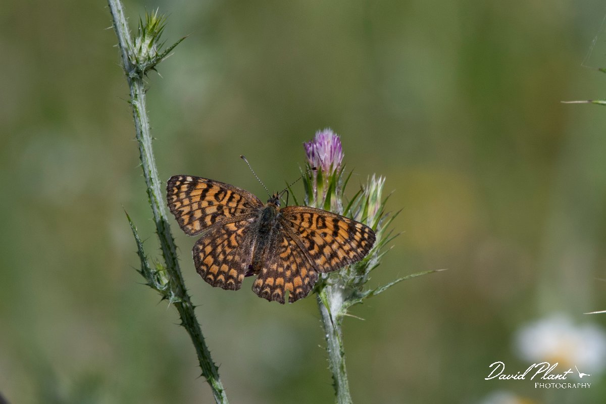 DPPhotography - Lesvos - Eastern knapweed fritillary - A.jpg - Eastern knapweed fritillary - Agiasos sanatorium, Lesvos