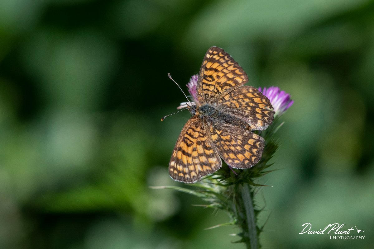 DPPhotography - Lesvos - Eastern knapweed fritillary - C.jpg - Eastern knapweed fritillary - Agiasos sanatorium, Lesvos