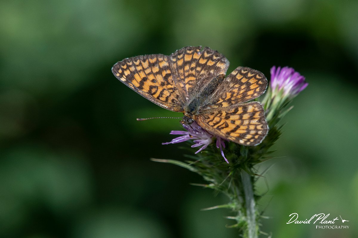 DPPhotography - Lesvos - Eastern knapweed fritillary - D.jpg - Eastern knapweed fritillary - Agiasos sanatorium, Lesvos