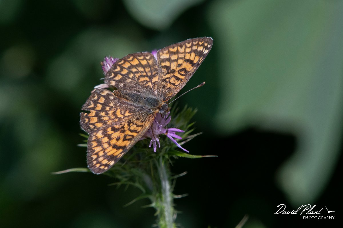 DPPhotography - Lesvos - Eastern knapweed fritillary - E.jpg - Eastern knapweed fritillary - Agiasos sanatorium, Lesvos