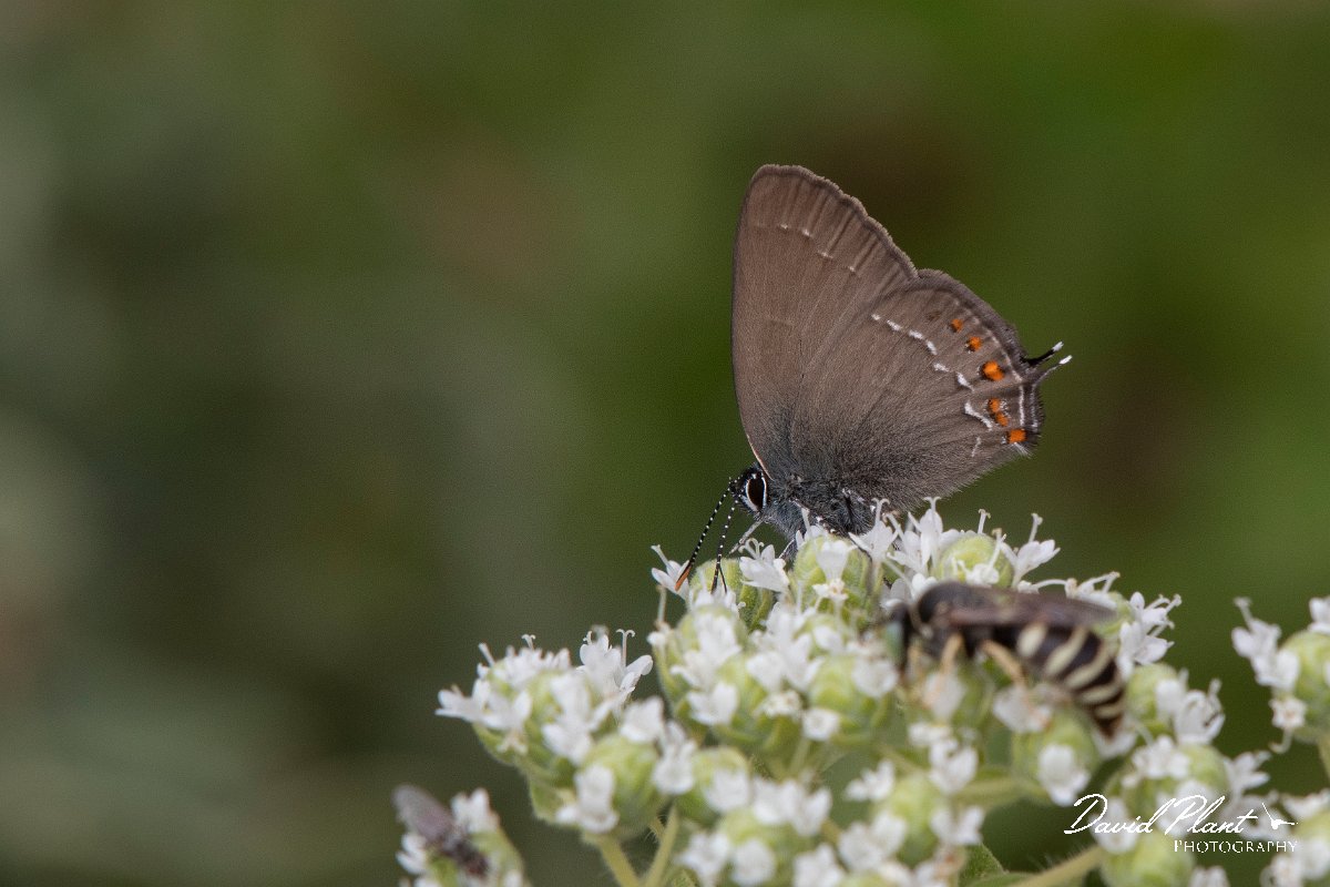 DPPhotography - Lesvos - Ilex hairstreak - D.jpg - Ilex hairstreak - Ipsilou Monastery, Lesvos