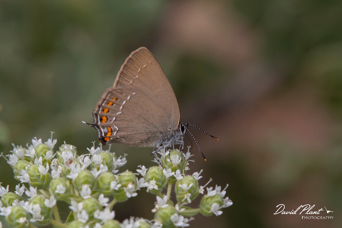 DPPhotography - Lesvos - Ilex hairstreak - E.jpg - Ilex hairstreak - Ipsilou Monastery, Lesvos