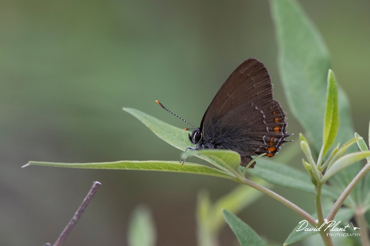 DPPhotography - Lesvos - Ilex hairstreak - G.jpg - Ilex hairstreak - Madaros, Lesvos