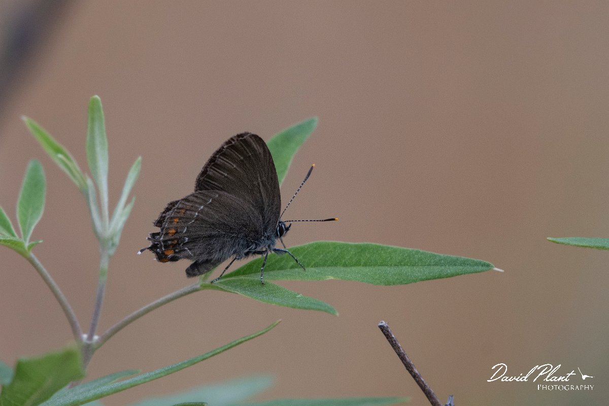 DPPhotography - Lesvos - Ilex hairstreak - H.jpg - Ilex hairstreak - Madaros, Lesvos