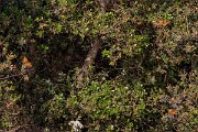 DPPhotography - Lesvos - Large tortoiseshell - C
