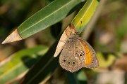 DPPhotography - Lesvos - Lattice brown - A