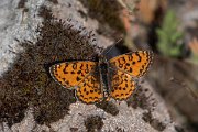 DPPhotography - Lesvos - Lesser spotted fritillary - D