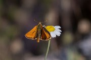 DPPhotography - Lesvos - Levantine skipper - A