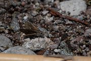 DPPhotography - Lesvos - Millet skipper - A