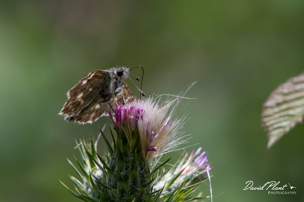 DPPhotography - Lesvos - Oriental marbled skipper - A.jpg - Oriental marbled skipper - Olympos massif, Lesvos
