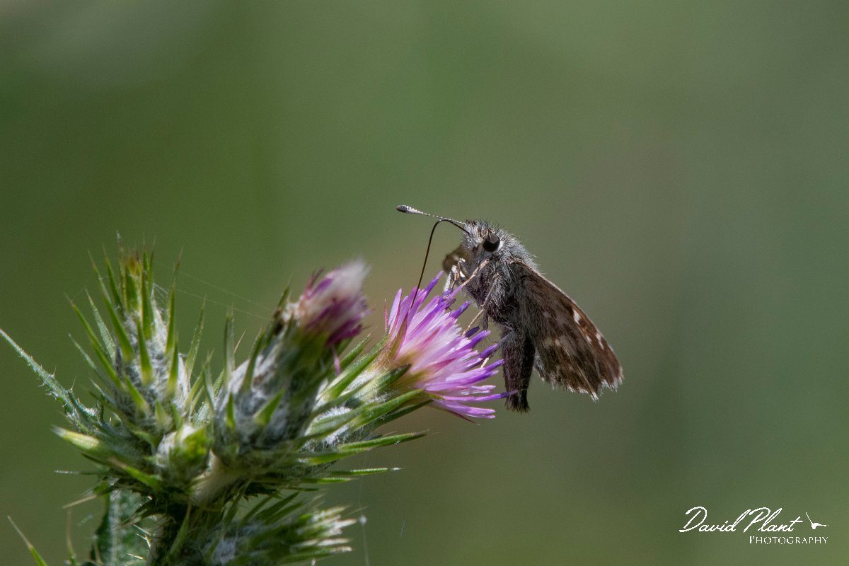 DPPhotography - Lesvos - Oriental marbled skipper - C.jpg - Oriental marbled skipper - Olympos massif, Lesvos