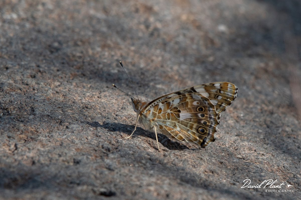 DPPhotography - Lesvos - Painted lady - D.jpg - Painted lady - Potamia Valley, Lesvos