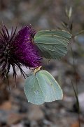 DPPhotography - Lesvos - Powered brimstone - B