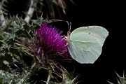 DPPhotography - Lesvos - Powered brimstone - C