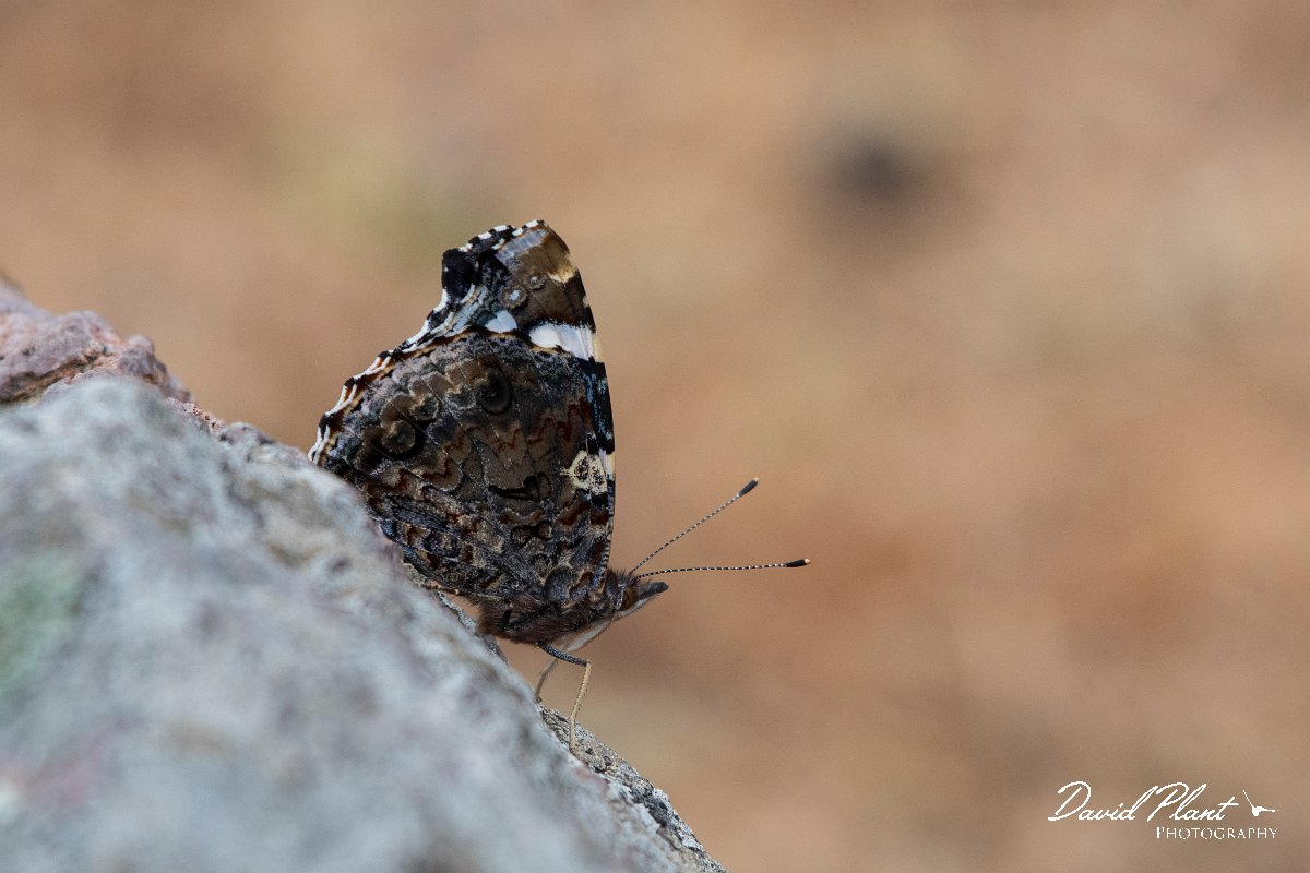 DPPhotography - Lesvos - Red admiral - A.jpg - Red admiral - Madaros, Lesvos