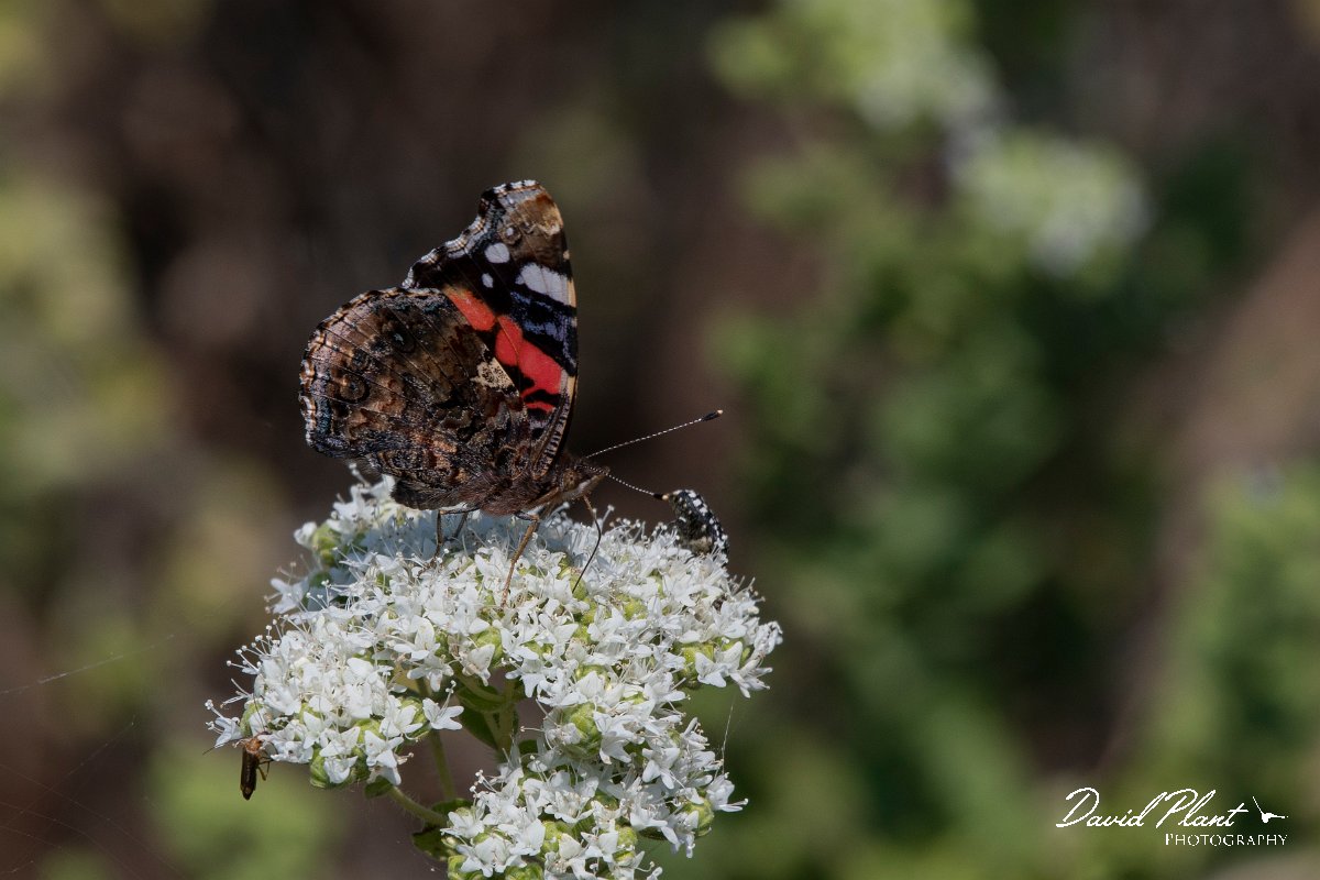 DPPhotography - Lesvos - Red admiral - B.jpg - Red admiral - Perasma reservoir, Lesvos