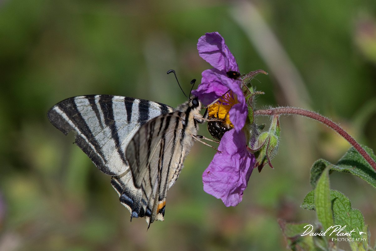 DPPhotography - Lesvos - Scarce swallowtail - B.jpg - Scarce swallowtail - Agiasos sanatorium, Lesvos