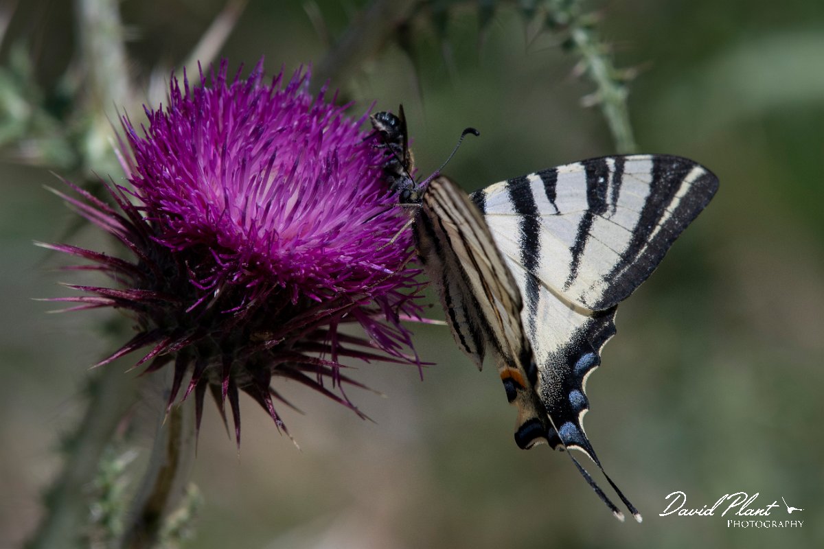 DPPhotography - Lesvos - Scarce swallowtail - D.jpg - Scarce swallowtail - Olympos massif, Lesvos