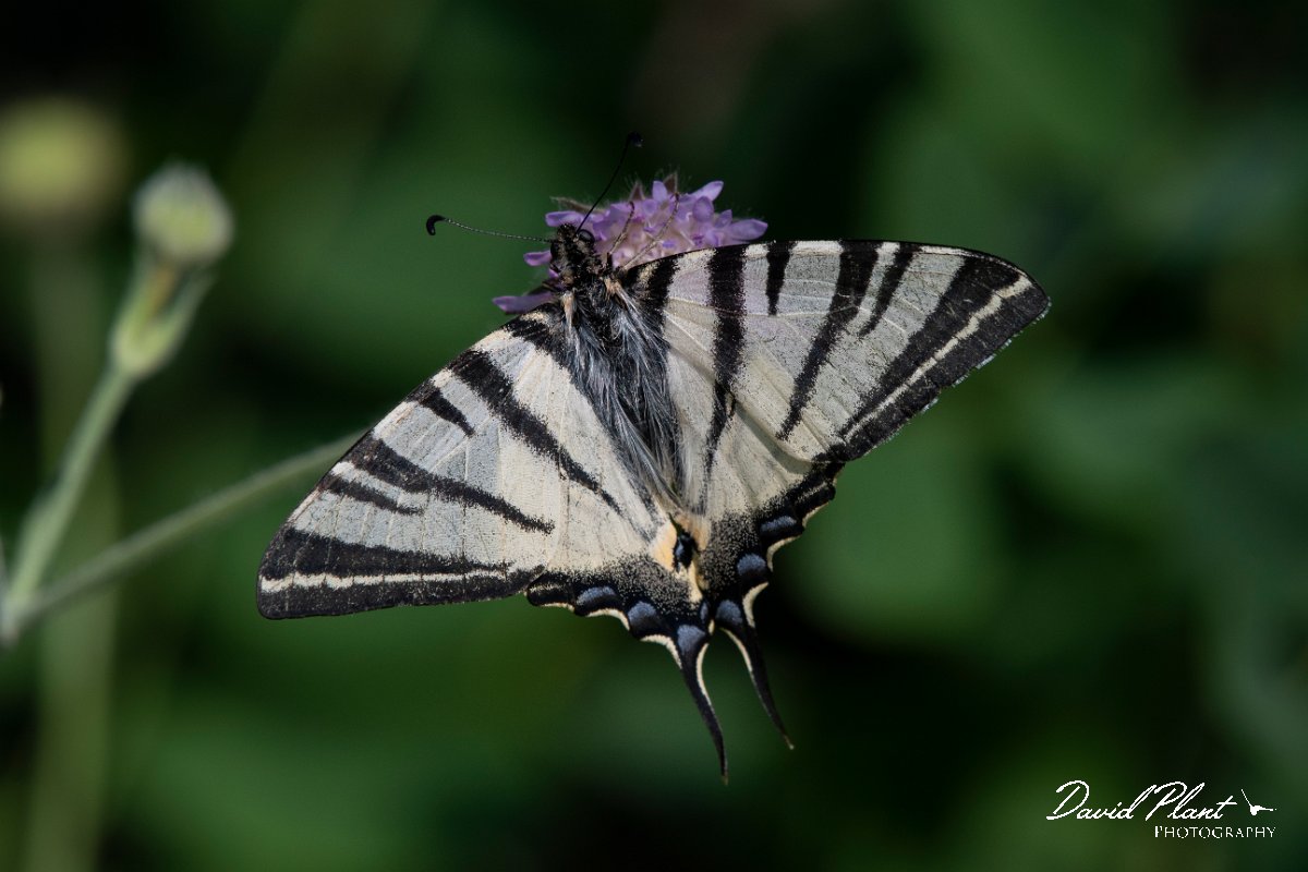 DPPhotography - Lesvos - Scarce swallowtail - E.jpg - Scarce swallowtail - Perasma reservoir, Lesvos