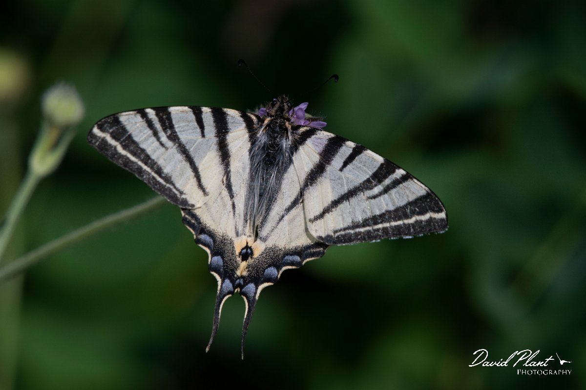 DPPhotography - Lesvos - Scarce swallowtail - F.jpg - Scarce swallowtail - Perasma reservoir, Lesvos