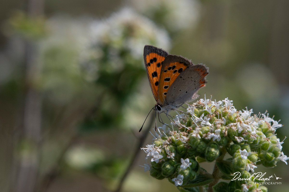 DPPhotography - Lesvos - Small copper - C.jpg - Small copper - Perasma reservoir, Lesvos
