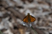 DPPhotography - Lesvos - Small skipper - A