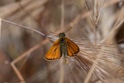 DPPhotography - Lesvos - Small skipper - D