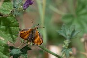 DPPhotography - Lesvos - Small skipper - E