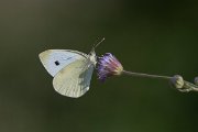 DPPhotography - Lesvos - Small white - B