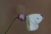 DPPhotography - Lesvos - Small white - C