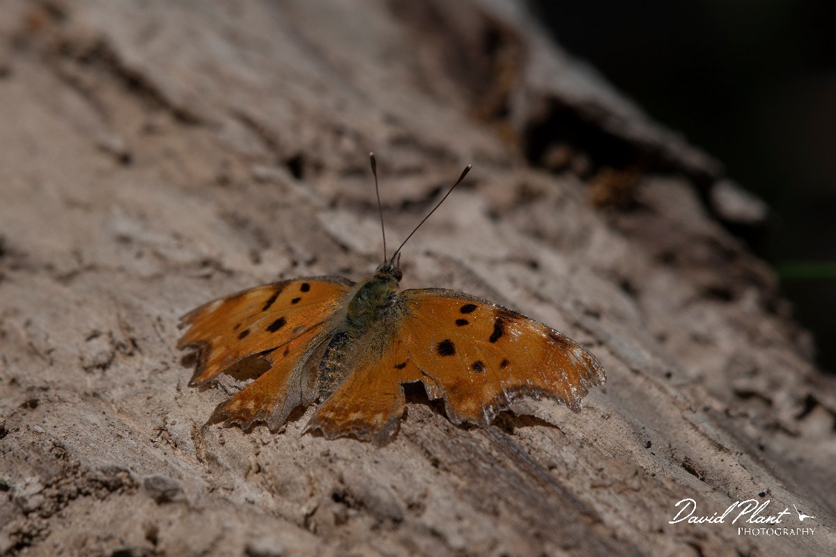 DPPhotography - Lesvos - Southern comma - A.jpg - Southern comma - Anaxos, Lesvos