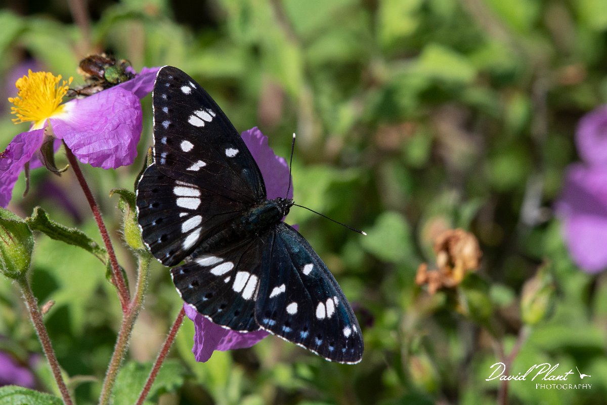 DPPhotography - Lesvos - Southern white admiral - B.jpg - Southern white admiral - Agiasos sanatorium, Lesvos