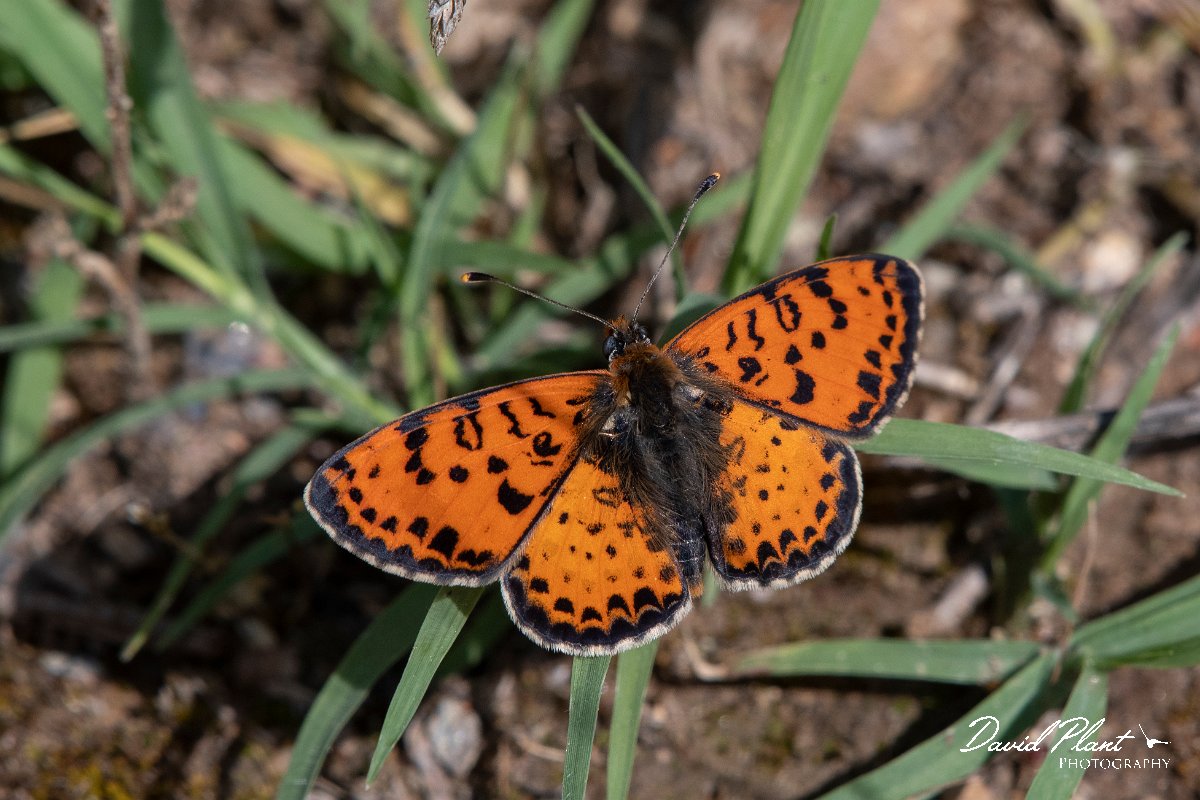 DPPhotography - Lesvos - Spotted fritillary - B.jpg - Spotted fritillary - Agiasos sanatorium, Lesvos