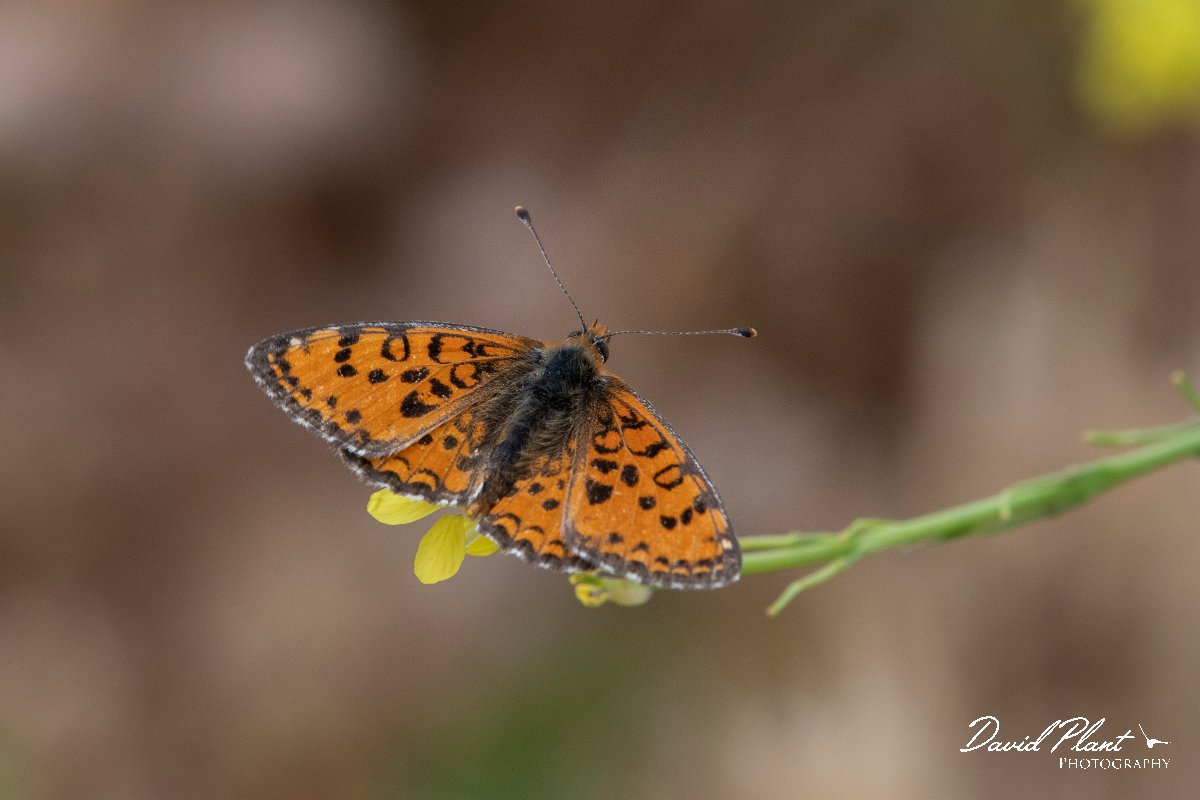 DPPhotography - Lesvos - Spotted fritillary - D.jpg - Spotted fritillary - Ipsilou Monastery, Lesvos