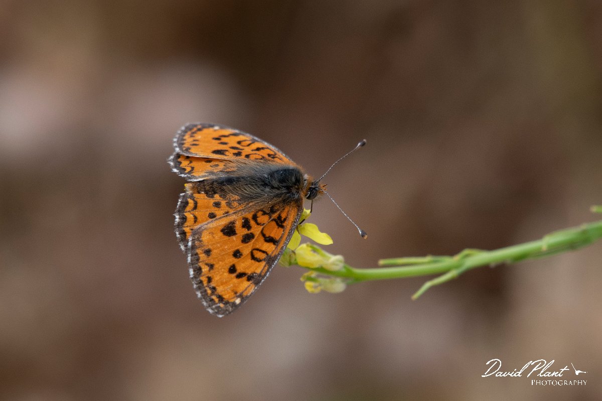DPPhotography - Lesvos - Spotted fritillary - E.jpg - Spotted fritillary - Ipsilou Monastery, Lesvos
