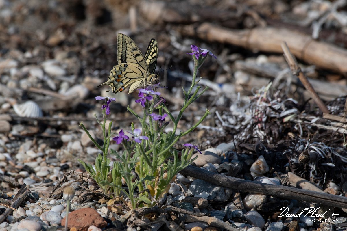DPPhotography - Lesvos - Swallowtail - A.jpg - Swallowtail - Dipi Larisos reedbed, Lesvos