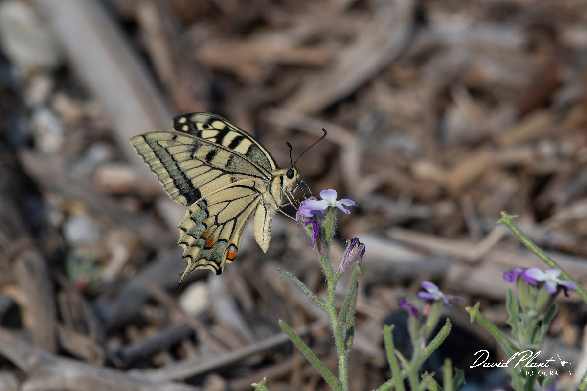 DPPhotography - Lesvos - Swallowtail - B.jpg - Swallowtail - Dipi Larisos reedbed, Lesvos