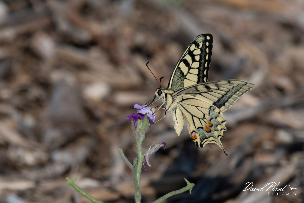 DPPhotography - Lesvos - Swallowtail - D.jpg - Swallowtail - Dipi Larisos reedbed, Lesvos