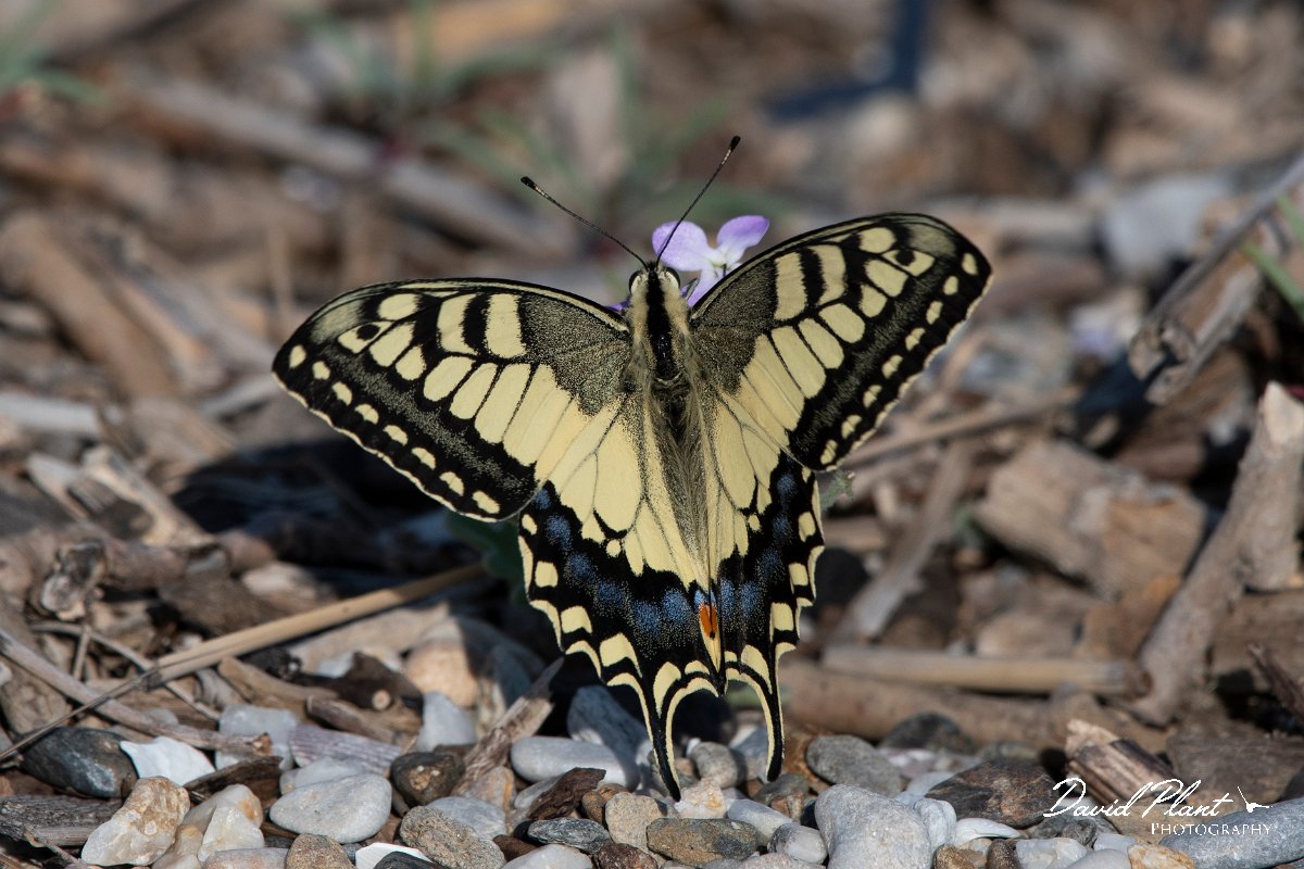 DPPhotography - Lesvos - Swallowtail - F.jpg - Swallowtail - Dipi Larisos reedbed, Lesvos