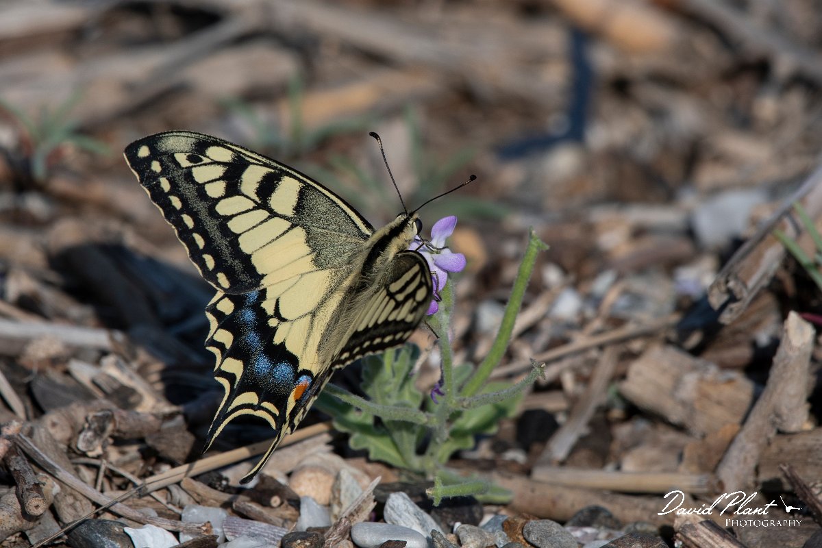 DPPhotography - Lesvos - Swallowtail - G.jpg - Swallowtail - Dipi Larisos reedbed, Lesvos