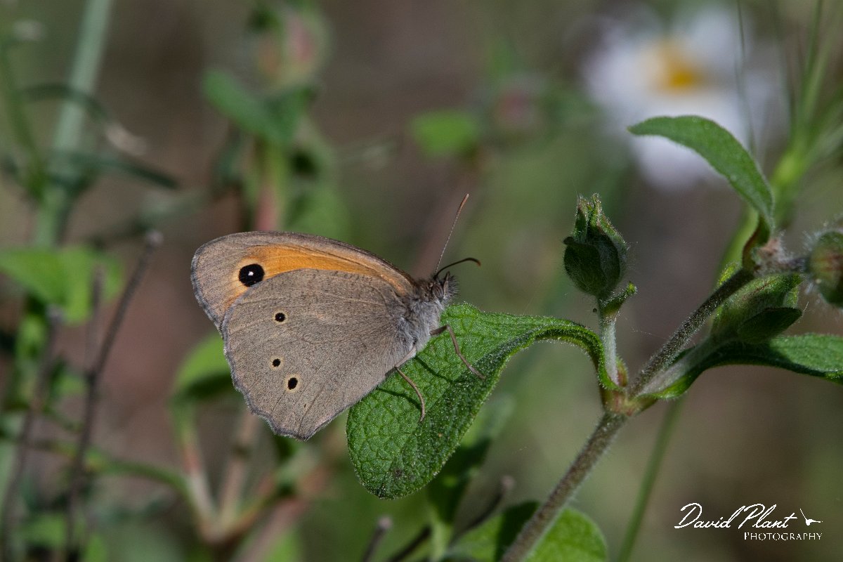 DPPhotography - Lesvos - Turkish meadow brown - A.jpg - Turkish meadow brown - Agiasos sanatorium, Lesvos