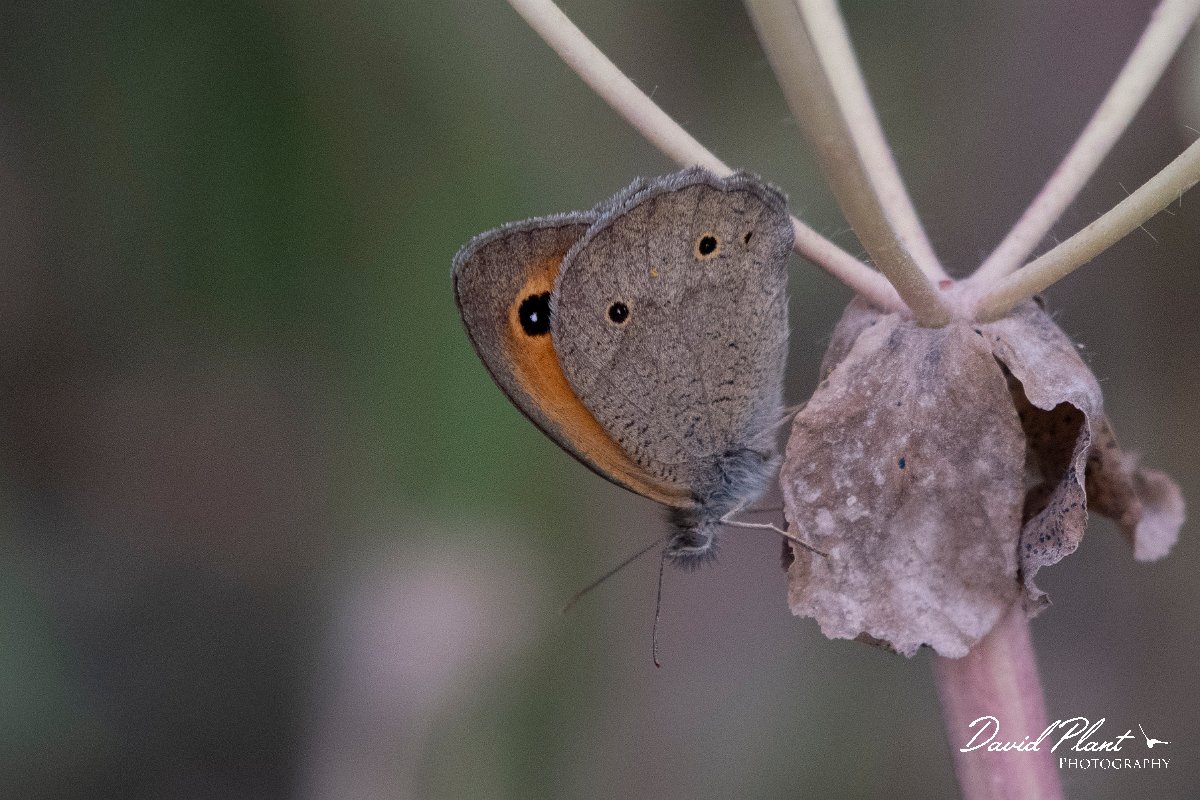 DPPhotography - Lesvos - Turkish meadow brown - C.jpg - Turkish meadow brown - Metochi Lake, Lesvos