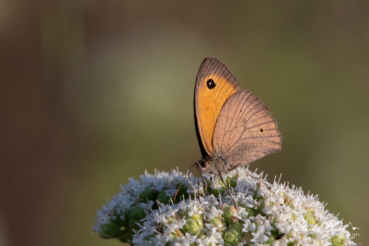 DPPhotography - Lesvos - Turkish meadow brown - F.jpg - Turkish meadow brown - Perasma reservoir, Lesvos
