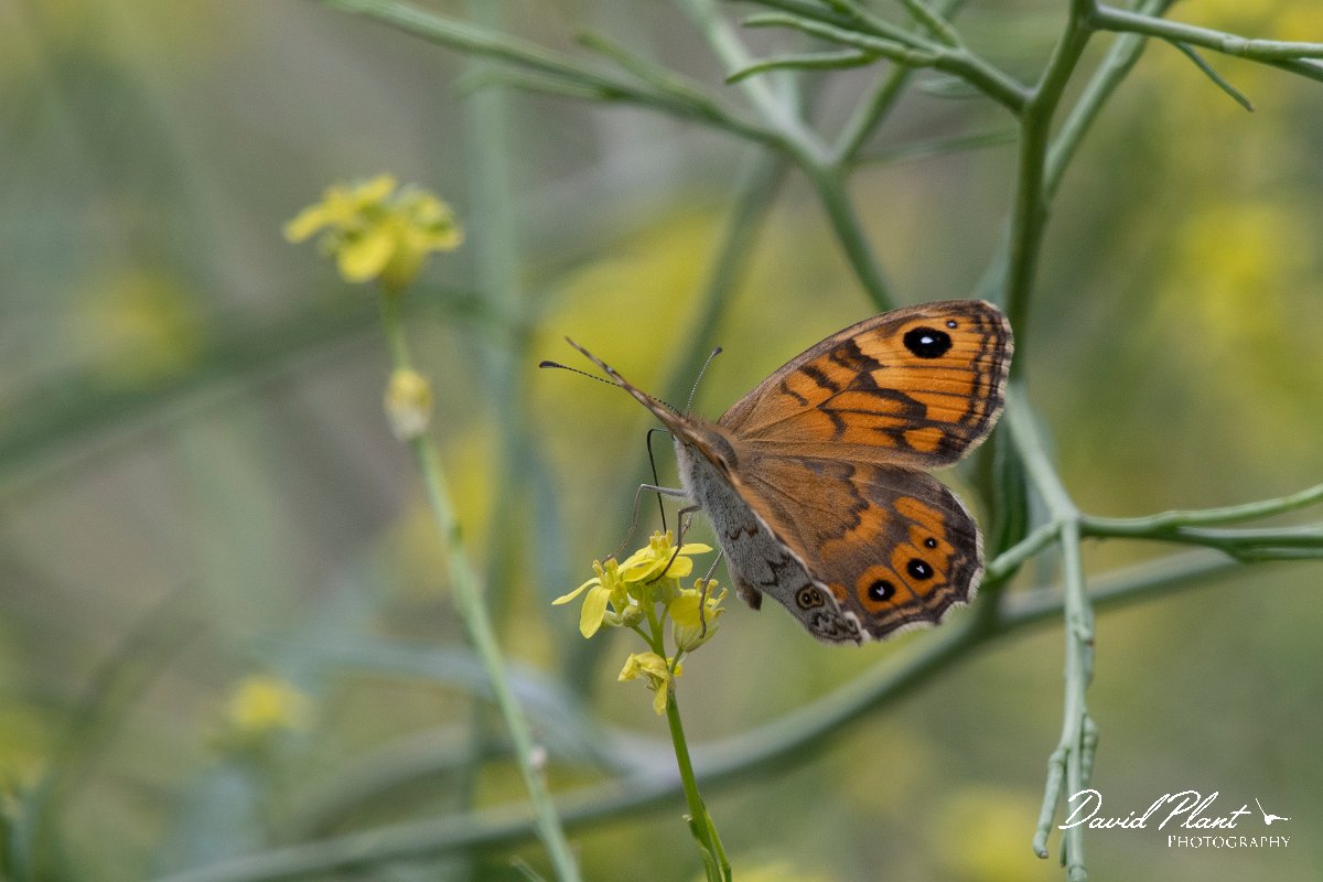 DPPhotography - Lesvos - Wall - B.jpg - Wall - Ipsilou Monastery, Lesvos