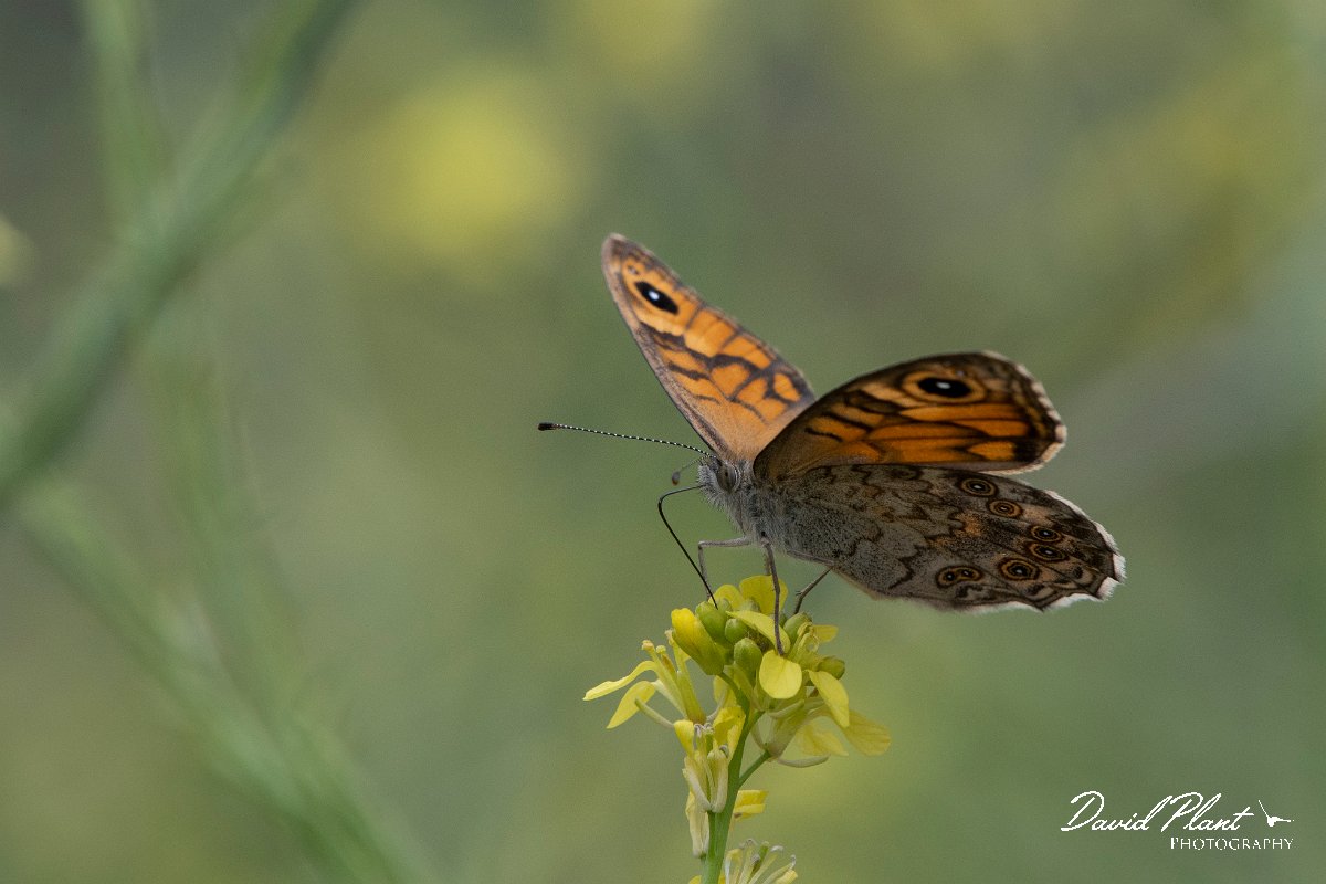 DPPhotography - Lesvos - Wall - C.jpg - Wall - Ipsilou Monastery, Lesvos